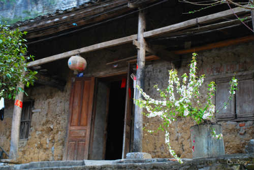 Ngắm 'thiên đường hoa' trên cao nguyên đá - 2