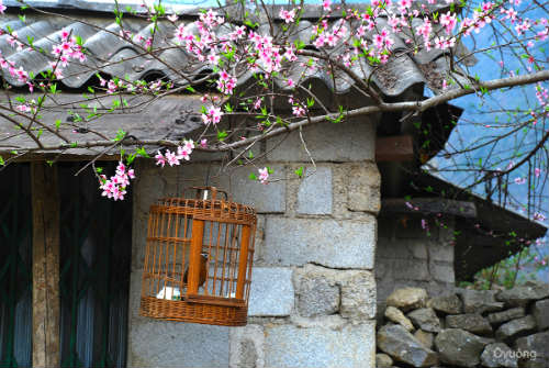 Ngắm 'thiên đường hoa' trên cao nguyên đá - 3