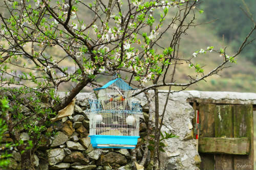 Ngắm 'thiên đường hoa' trên cao nguyên đá - 6