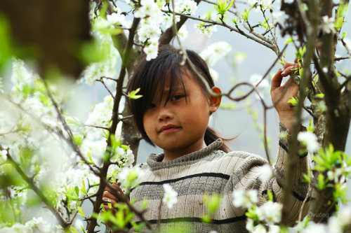 Ngắm 'thiên đường hoa' trên cao nguyên đá - 7