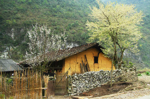 Ngắm 'thiên đường hoa' trên cao nguyên đá - 8