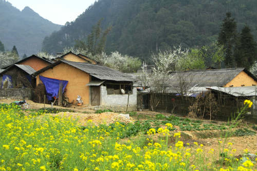 Ngắm 'thiên đường hoa' trên cao nguyên đá - 10