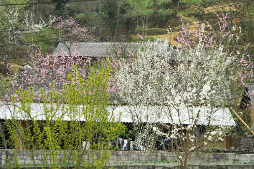 Ngắm 'thiên đường hoa' trên cao nguyên đá - 11