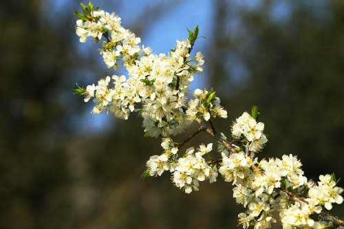 Ngắm 'thiên đường hoa' trên cao nguyên đá - 13