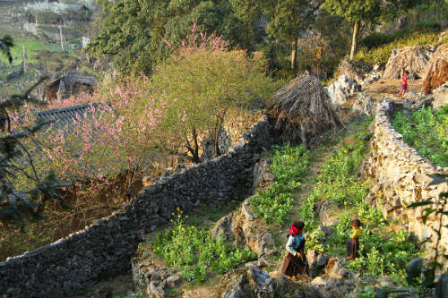 Ngắm 'thiên đường hoa' trên cao nguyên đá - 14