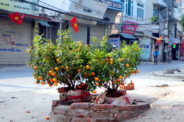 Sau Tết, rác đào, quất tràn ngập phố phường Hà Nội - 10