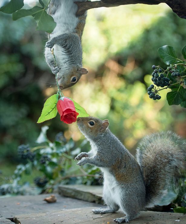 &#39;Đôi tình nhân&#39; lãng mạn nhất thế giới ngày Valentine - 4