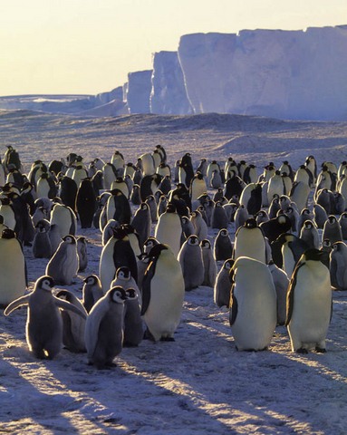 Khối băng khổng lồ giết chết 150.000 chim cánh cụt - 1