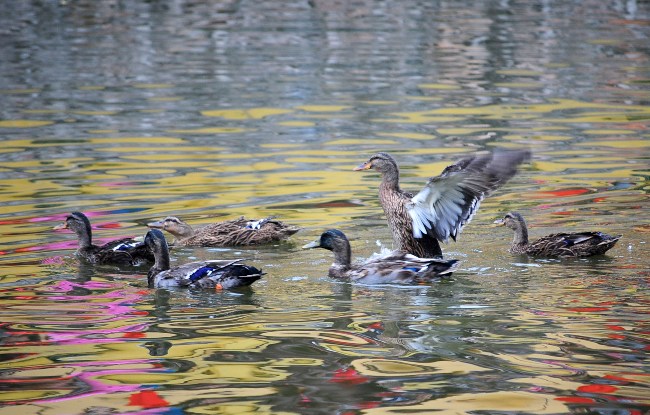 HN: Trai làng cởi trần bắt vịt trong cái lạnh cắt da - 2