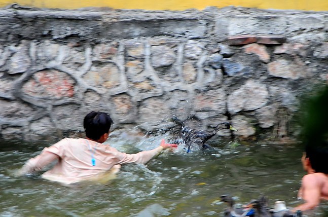 HN: Trai làng cởi trần bắt vịt trong cái lạnh cắt da - 5