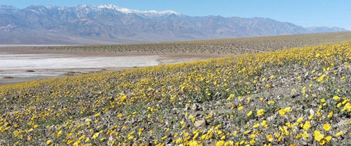 Mỹ: Thung lũng Chết bừng nở bạt ngàn hoa - 1