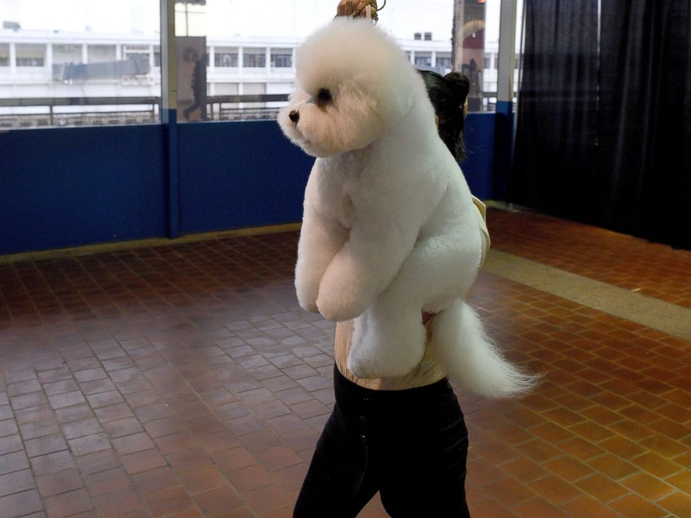 Ngắm những chú chó đáng yêu nhất nước Mỹ - 1