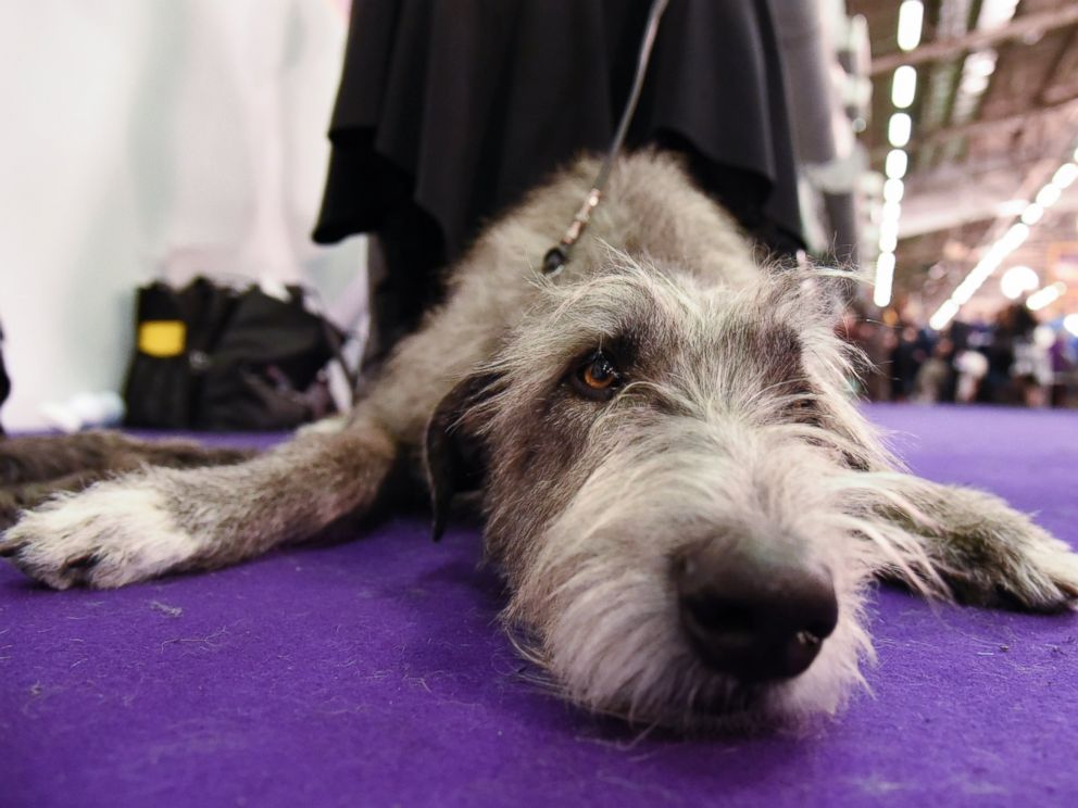 Ngắm những chú chó đáng yêu nhất nước Mỹ - 3