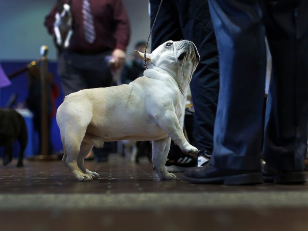 Ngắm những chú chó đáng yêu nhất nước Mỹ - 5