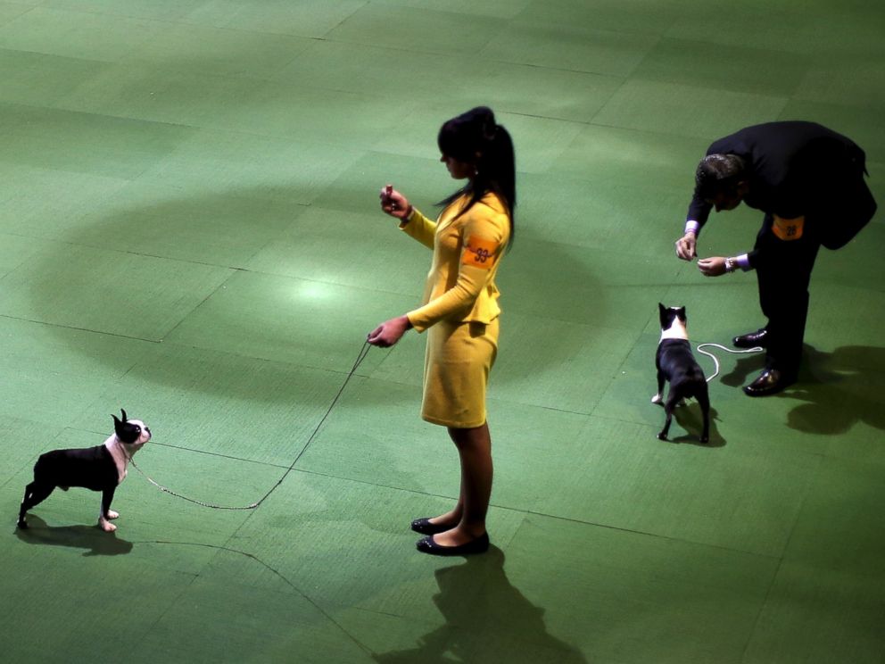 Ngắm những chú chó đáng yêu nhất nước Mỹ - 6