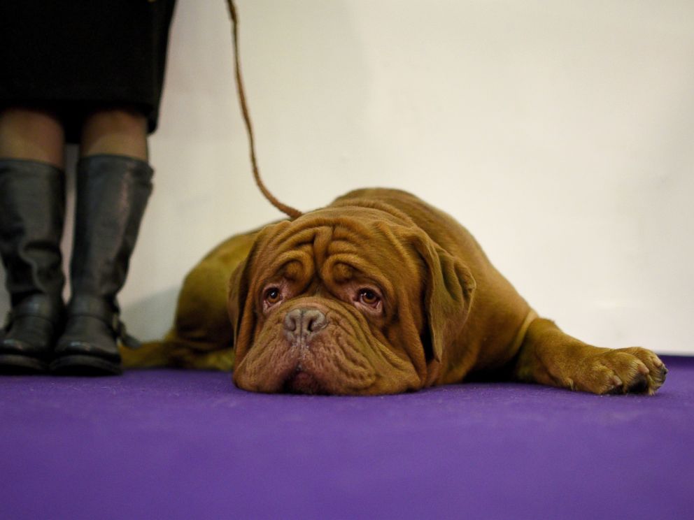 Ngắm những chú chó đáng yêu nhất nước Mỹ - 7