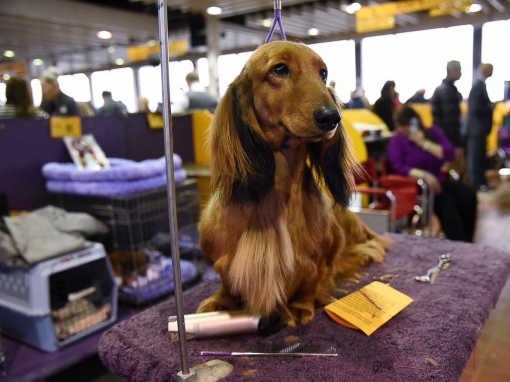 Ngắm những chú chó đáng yêu nhất nước Mỹ - 8