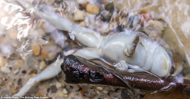 "Sông nước sôi" kì bí ở Brazil - 3