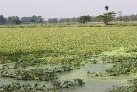 Trồng rau nhút thu hàng chục triệu mỗi tháng - 1