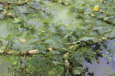 Trồng rau nhút thu hàng chục triệu mỗi tháng - 2