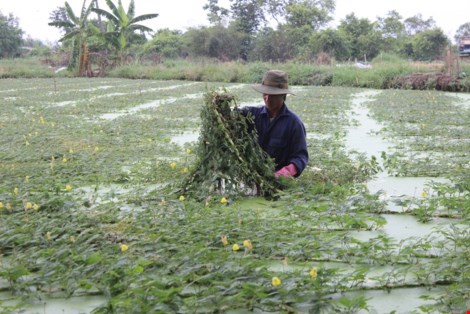 Trồng rau nhút thu hàng chục triệu mỗi tháng - 3