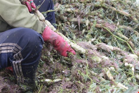 Trồng rau nhút thu hàng chục triệu mỗi tháng - 6