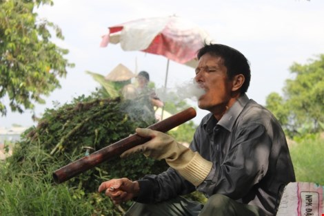 Trồng rau nhút thu hàng chục triệu mỗi tháng - 7