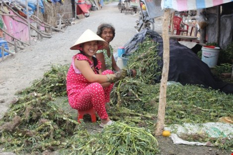 Trồng rau nhút thu hàng chục triệu mỗi tháng - 8