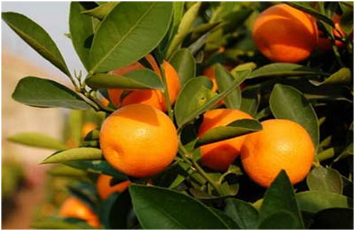 Quất làm thuốc hay bài toán dược liệu sạch của ngành Dược Việt Nam - 1