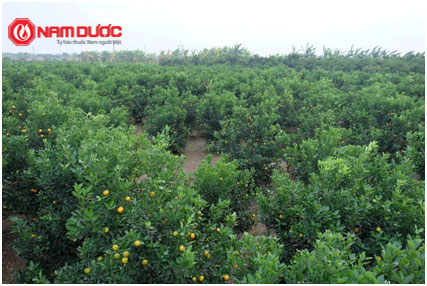 Quất làm thuốc hay bài toán dược liệu sạch của ngành Dược Việt Nam - 2