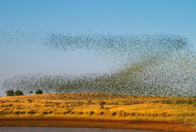 Úc: Chục ngàn con vẹt nhuộm xanh bầu trời - 1