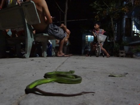 Rắn lục đuôi đỏ đu bên cửa ở Sài Gòn - 4