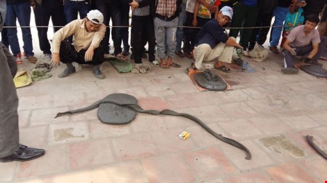 Pháo đất, môn quyền đặc biệt của nông dân Tiên Lãng - 5