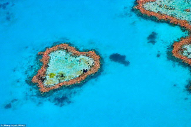 Cấu trúc san hô hình trái tim tuyệt đẹp nằm trên rạn san hô Hardy ở ngoài khơi Australia.