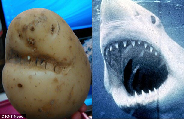 Hiếm thấy: Củ khoai tây giống... cá mập đến kỳ lạ - 1
