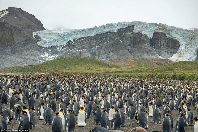 150.000 chim cánh cụt bố mẹ tụ hợp ủ ấm cho con - 1