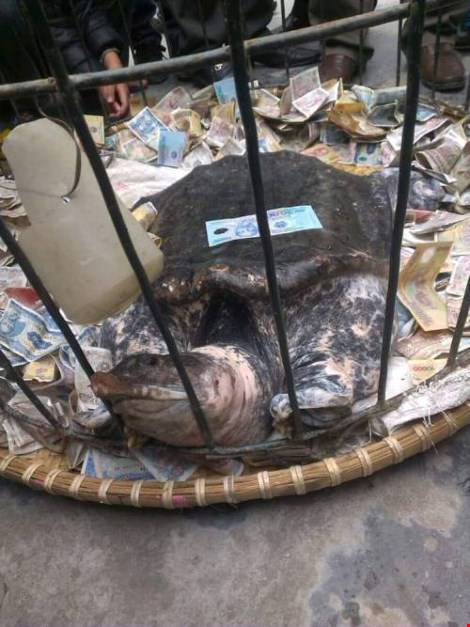 Người dân hiếu kỳ đổ xô đi xem "cụ" ba ba "khủng" - 2