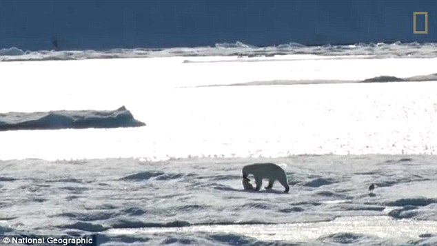 Kinh hãi cảnh gấu Bắc cực ăn thịt con - 1