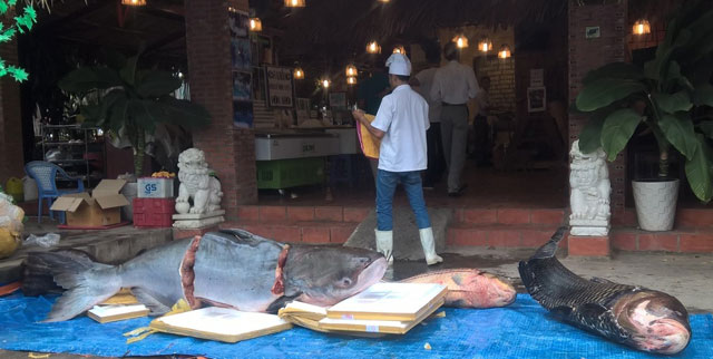 4 con cá siêu khủng &#34;bơi&#34; về Sài Gòn - 1