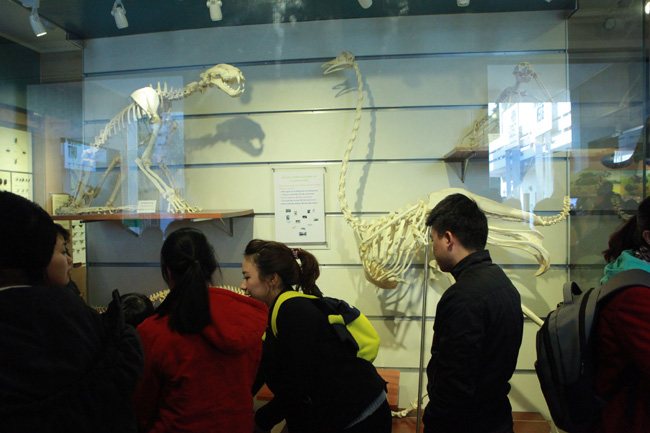 Xem lịch sử sự sống qua 3,6 tỷ năm ở Bảo tàng Thiên nhiên - 10