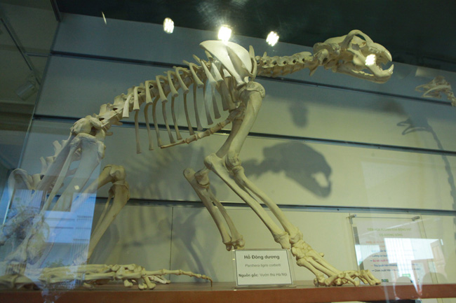 Xem lịch sử sự sống qua 3,6 tỷ năm ở Bảo tàng Thiên nhiên - 13