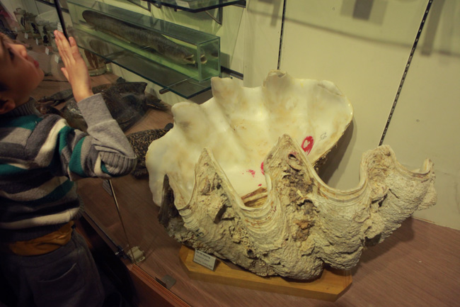 Xem lịch sử sự sống qua 3,6 tỷ năm ở Bảo tàng Thiên nhiên - 2