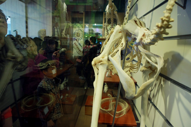 Xem lịch sử sự sống qua 3,6 tỷ năm ở Bảo tàng Thiên nhiên - 6