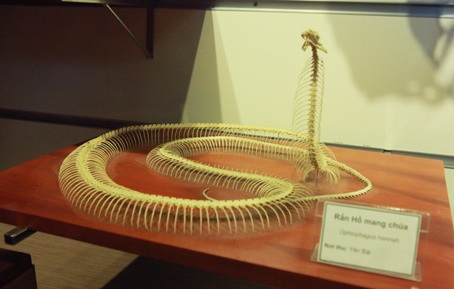 Xem lịch sử sự sống qua 3,6 tỷ năm ở Bảo tàng Thiên nhiên - 14