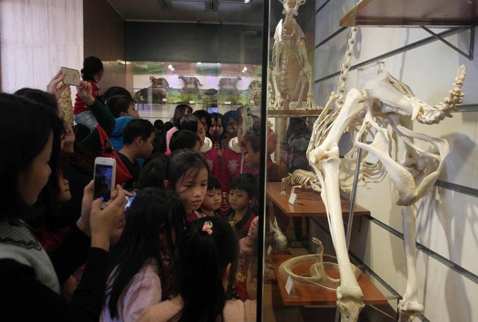 Bảo tàng Thiên nhiên quá tải vì dân đến xem cụ rùa - 6