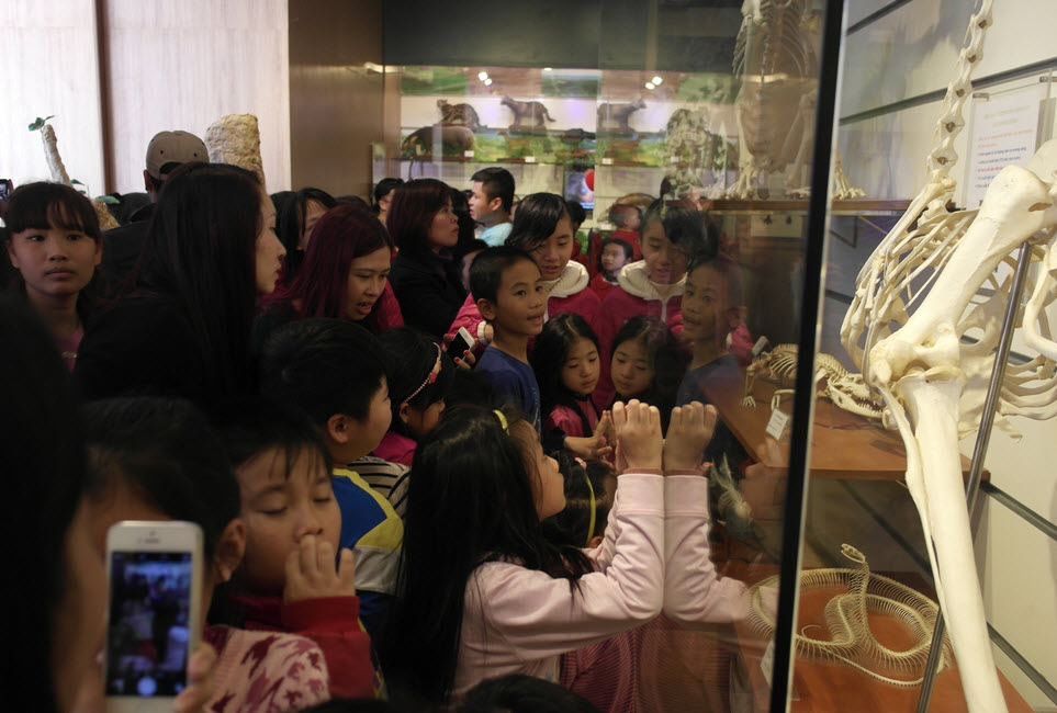 Bảo tàng Thiên nhiên quá tải vì dân đến xem cụ rùa - 8