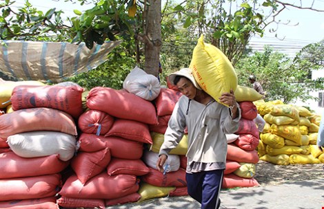 Gạo Việt Nam mang thương hiệu… Trung Quốc - 1