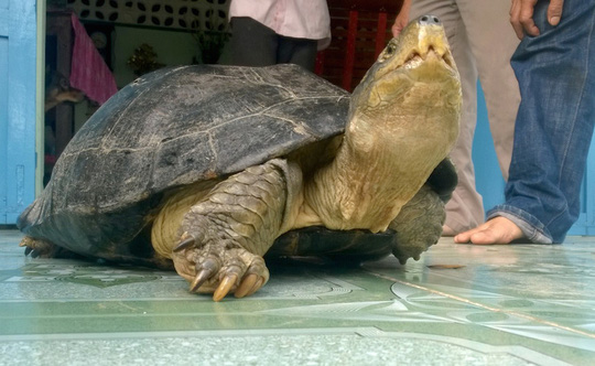 Chủ nuôi đi cùng công an đến "xin" lại con rùa 14 kg - 1