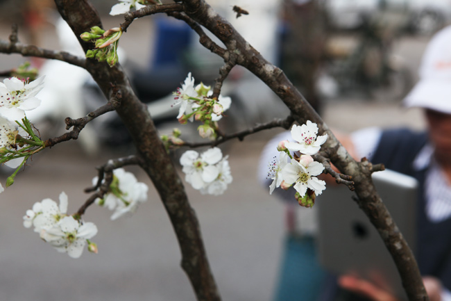 Ảnh: Hoa lê Sa Pa tiền triệu khoe sắc giữa Thủ đô - 3