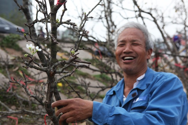 Ảnh: Hoa lê Sa Pa tiền triệu khoe sắc giữa Thủ đô - 5